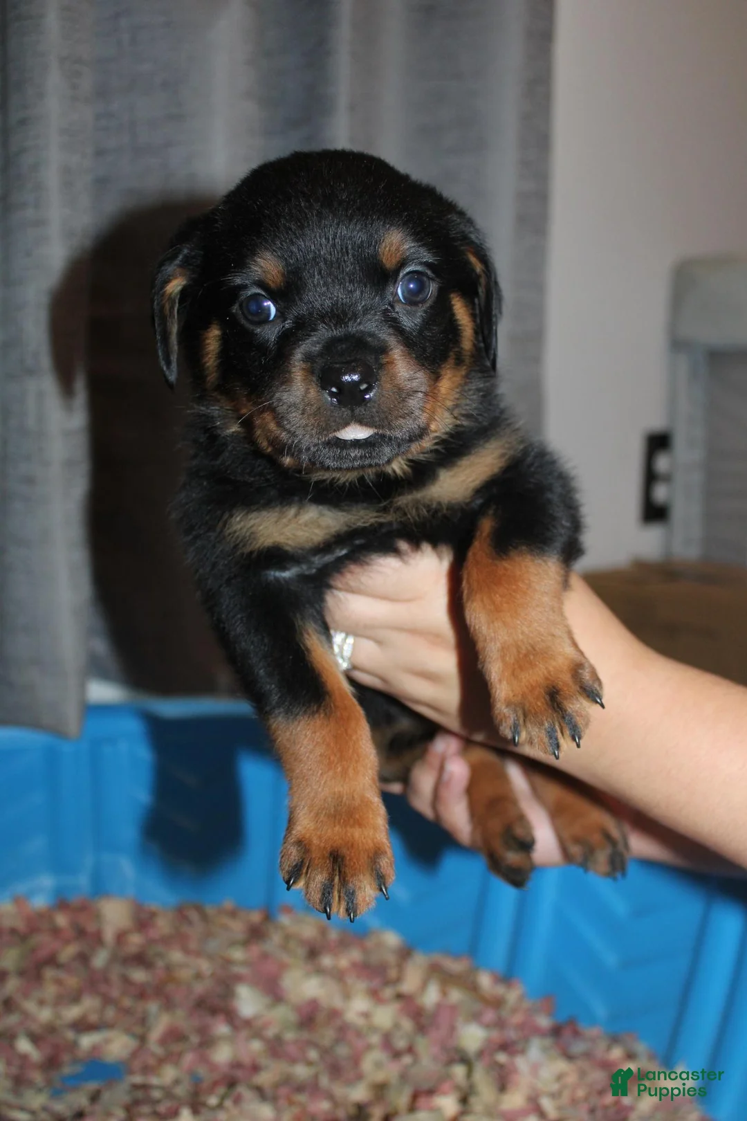 Rottweiler dogs for sale: Ms. Lime - Ad 1
