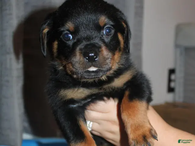 Rottweiler dogs Ms. Lime - Ad 1