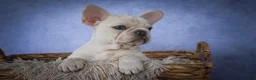 French Bulldog dogs for sale: Tansy🌸 - Ad 9