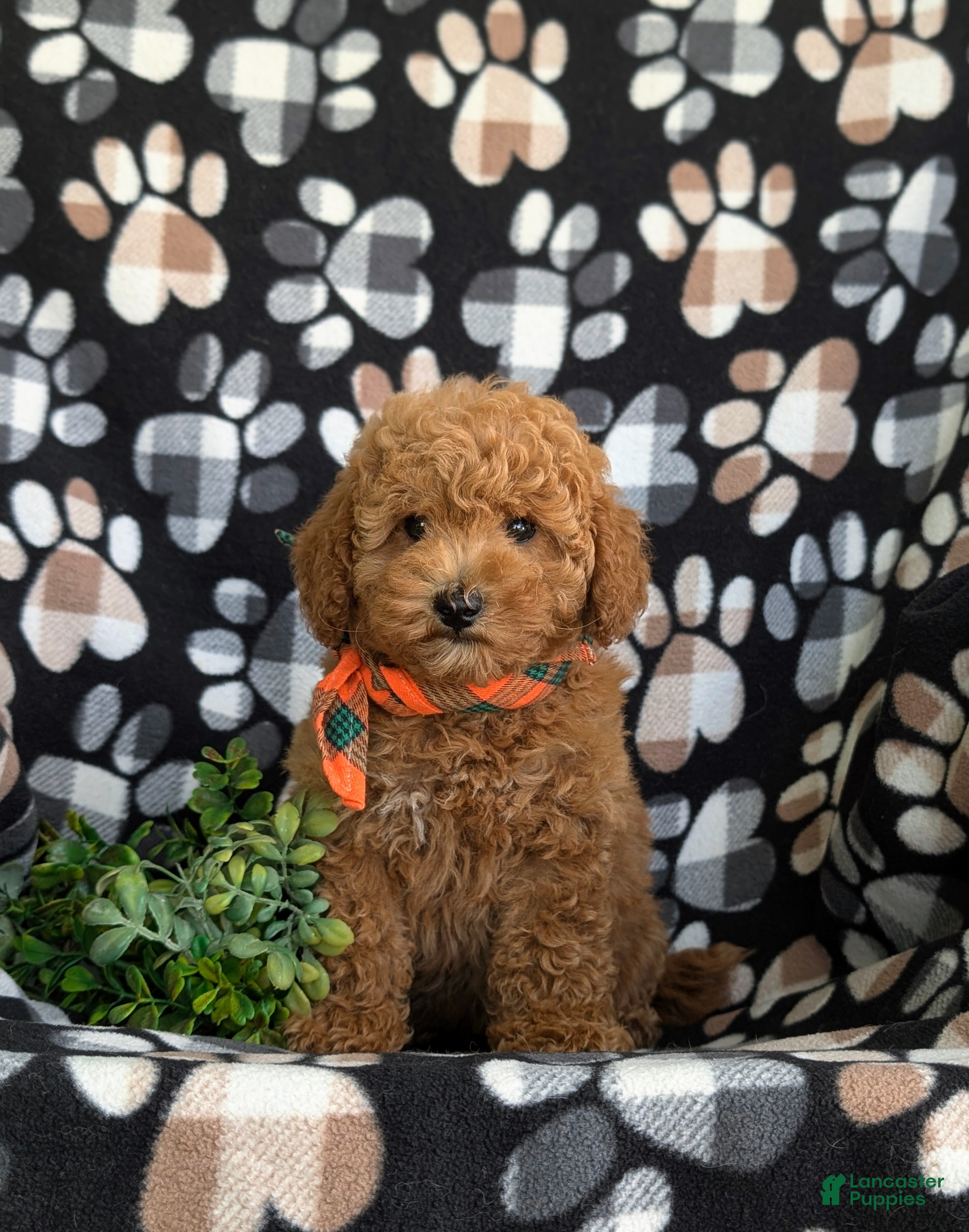 Toy Poodle dogs Northrop 9 lbs Full Grown - Ad 2