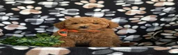 Toy Poodle dogs for sale: Northrop 9 lbs Full Grown - Ad 2
