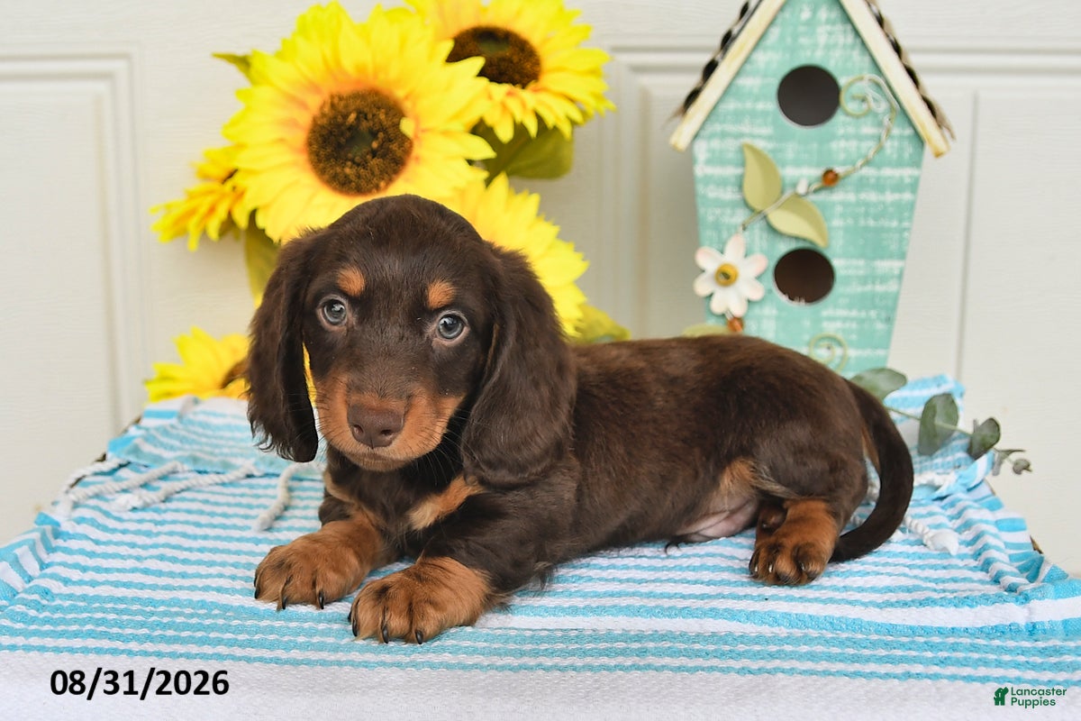 Miniature Dachshund dogs for sale: Palmer - Ad 4