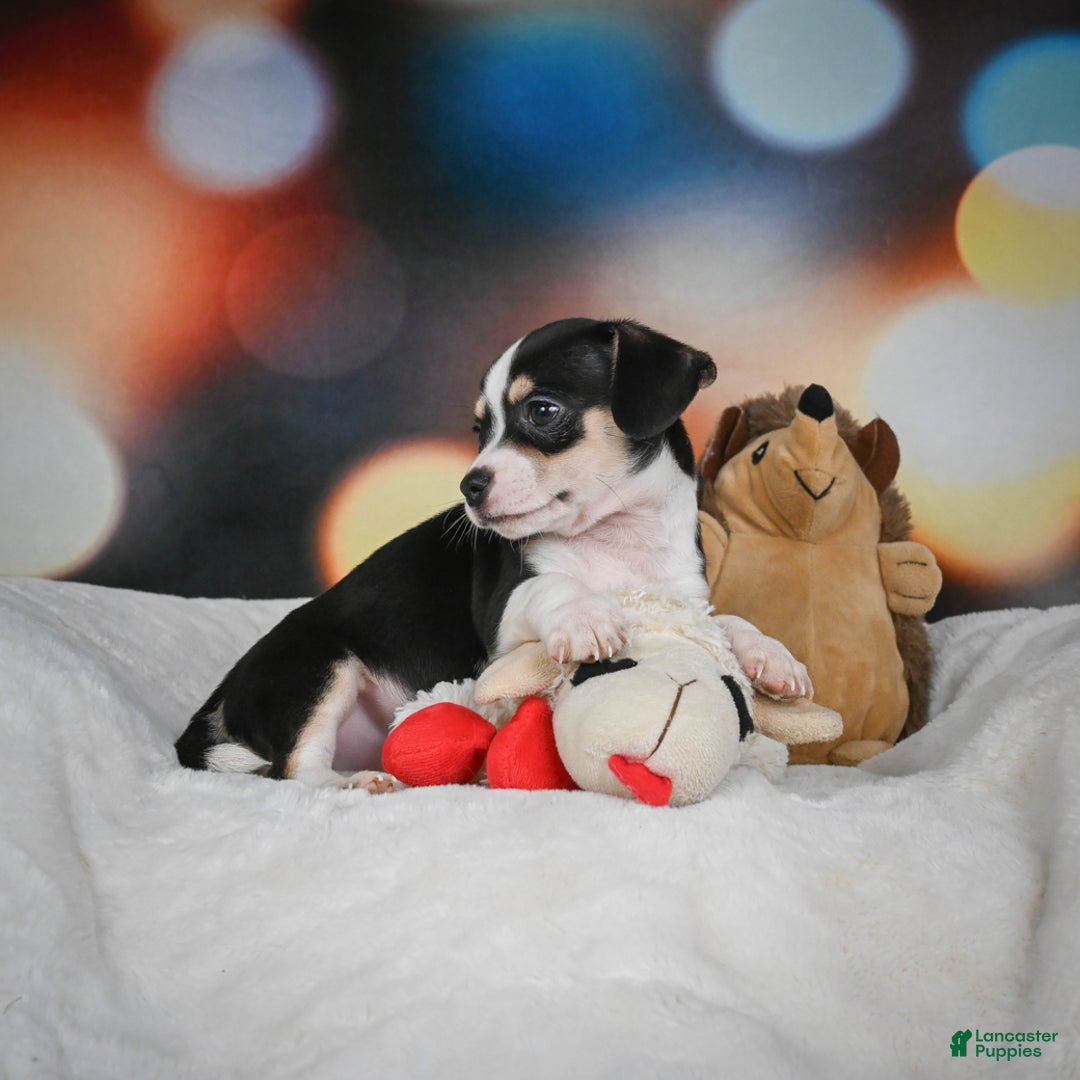 Chihuahua dogs for sale: Glen - Ad 6