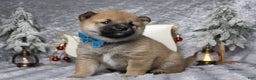 Shiba Inu dogs for sale: Whiskey - Ad 6