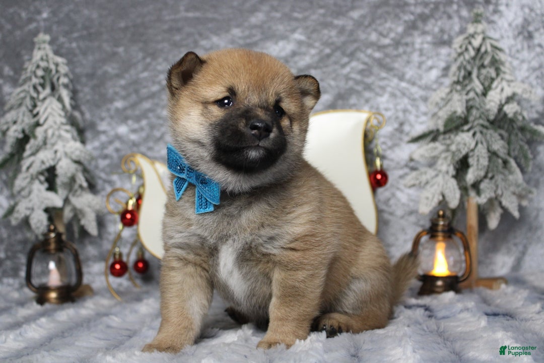 Shiba Inu dogs for sale: Whiskey - Ad 6