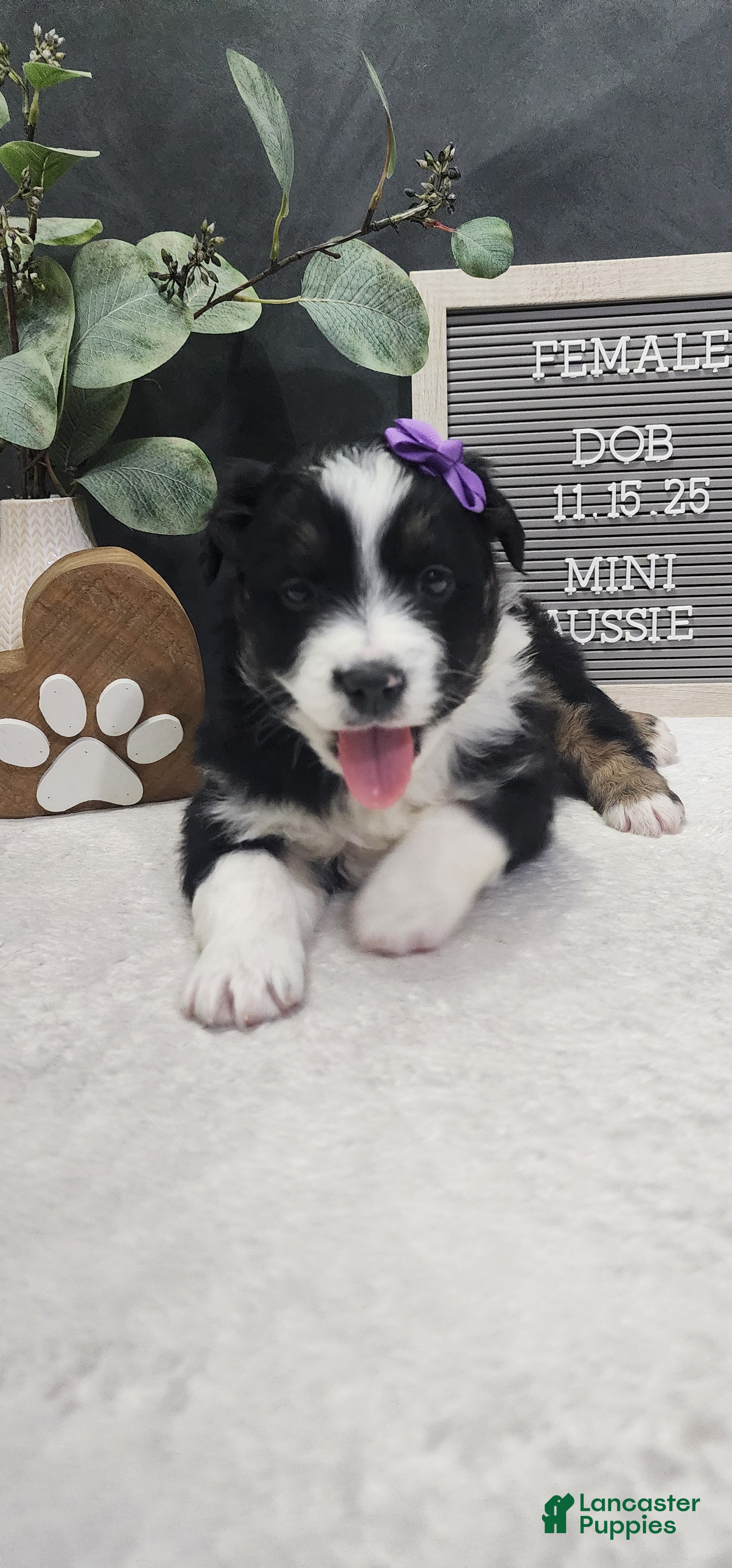Miniature Australian Shepherd dogs Angel - Ad 17