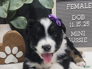 Miniature Australian Shepherd dogs Angel - Ad 17