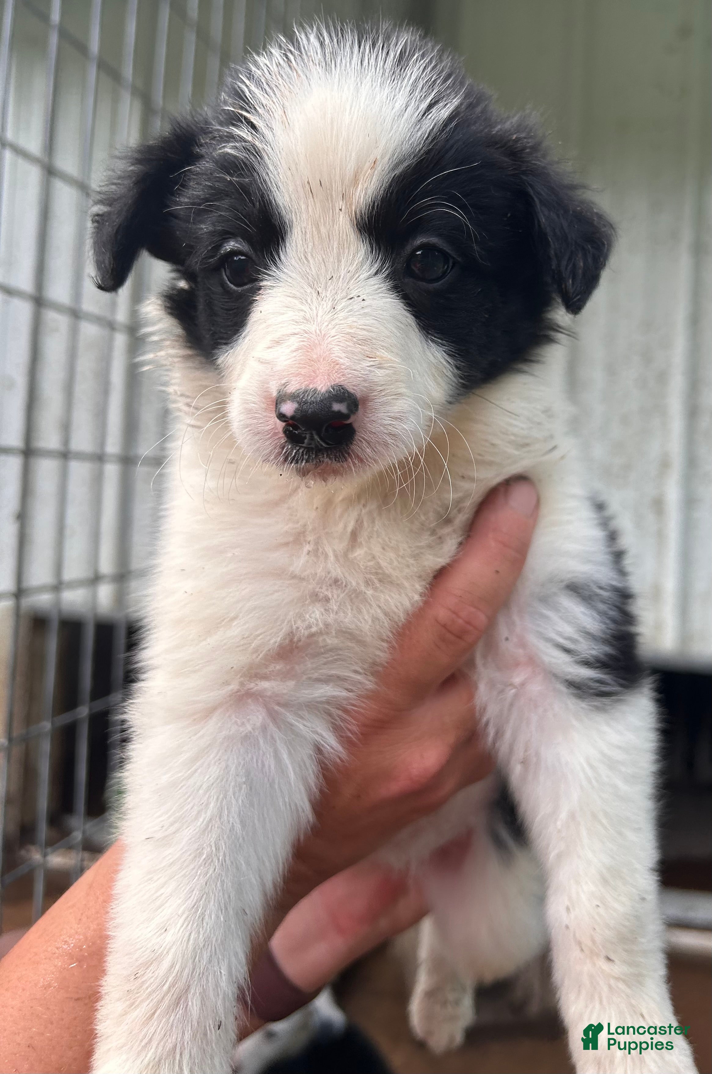 Border Collie dogs Border Collie 3 - Ad 37