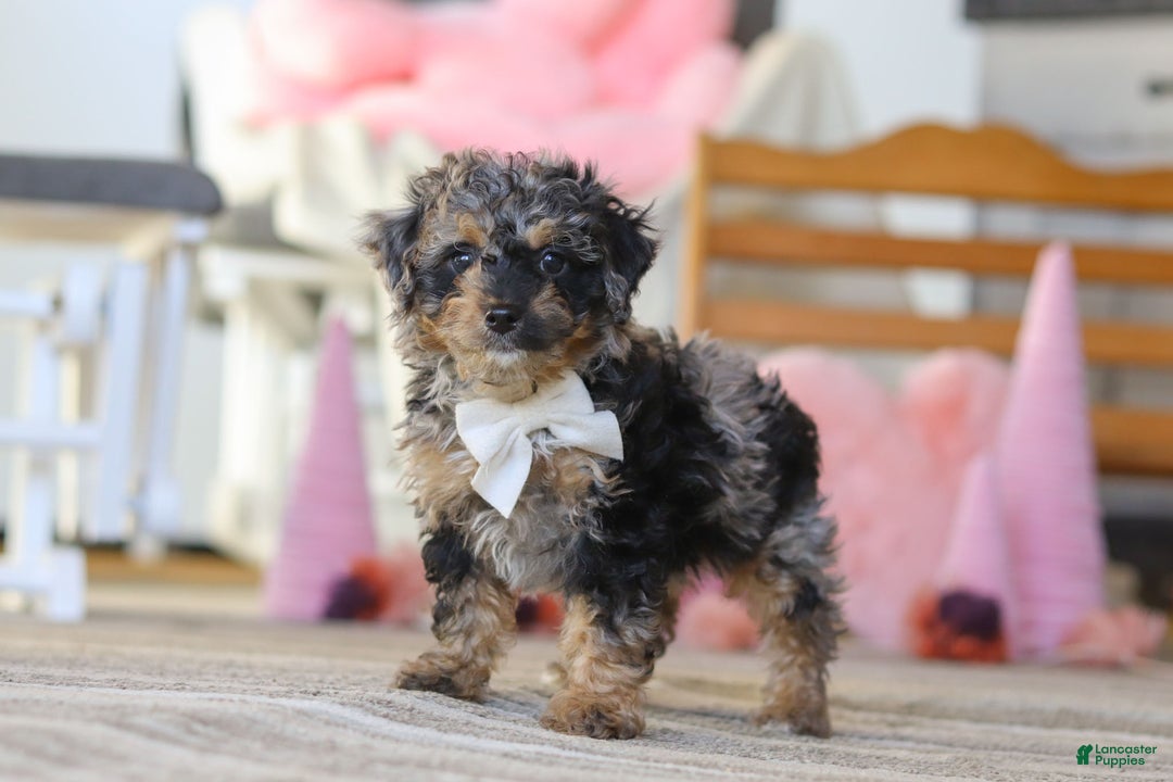 Miniature Poodle dogs for sale: Rome - Ad 4