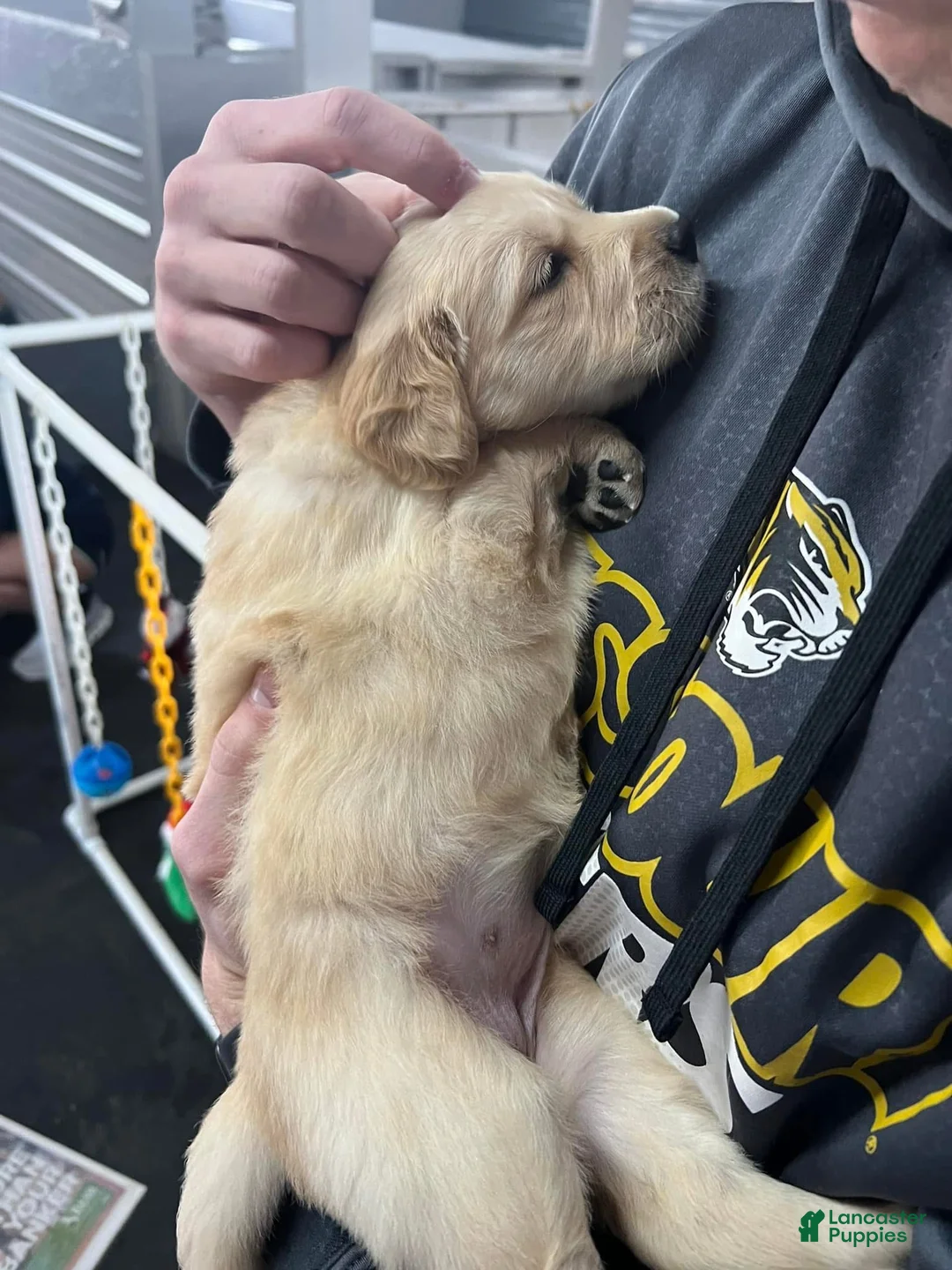 Labrador Retriever dogs for sale: Labrador Retriever Puppy 1 - Ad 3