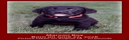 Goldador dogs for sale: Goldador 5 - Ad 3