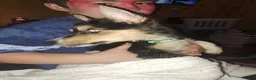 Mixed Breed dogs for sale: Sugar - Ad 6
