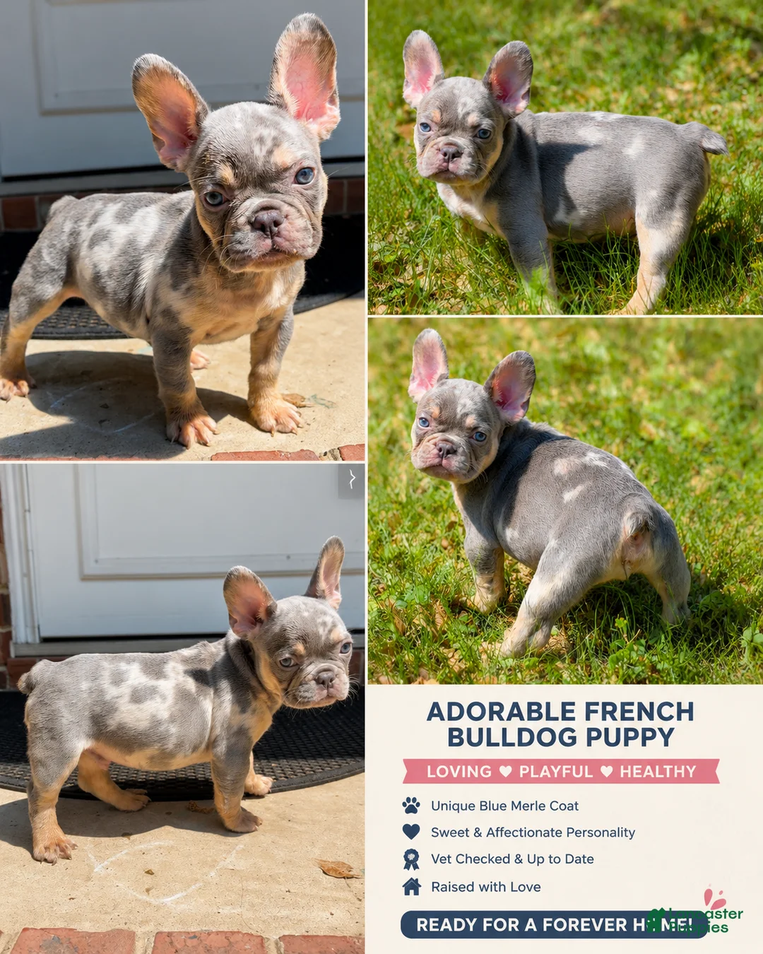 French Bulldog dogs for sale: Shugga (Cinnamon Bun) - Ad 1