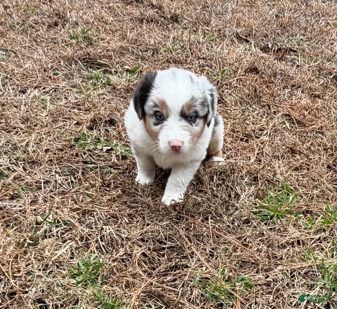 Australian Shepherd dogs for sale: Prince - Ad 4