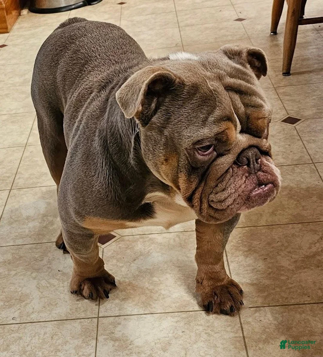 Mixed Breed dogs for sale: Gold Star Boy - Ad 7
