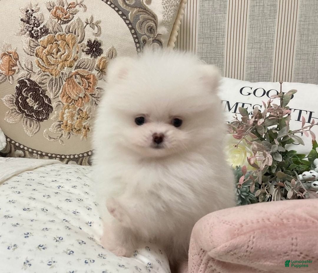 Pomeranian dogs Grace - Ad 2