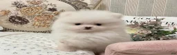 Pomeranian dogs for sale: Grace - Ad 2