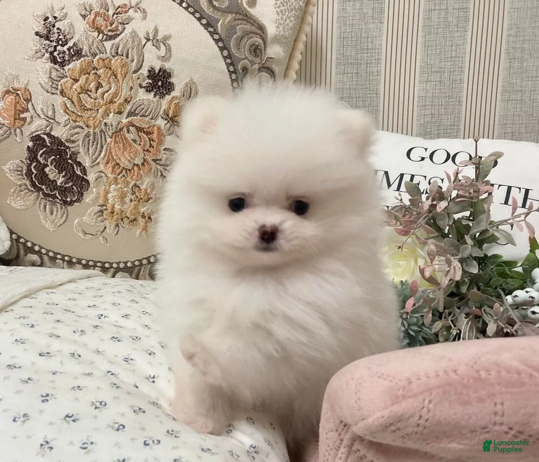Pomeranian dogs for sale: Grace - Ad 2