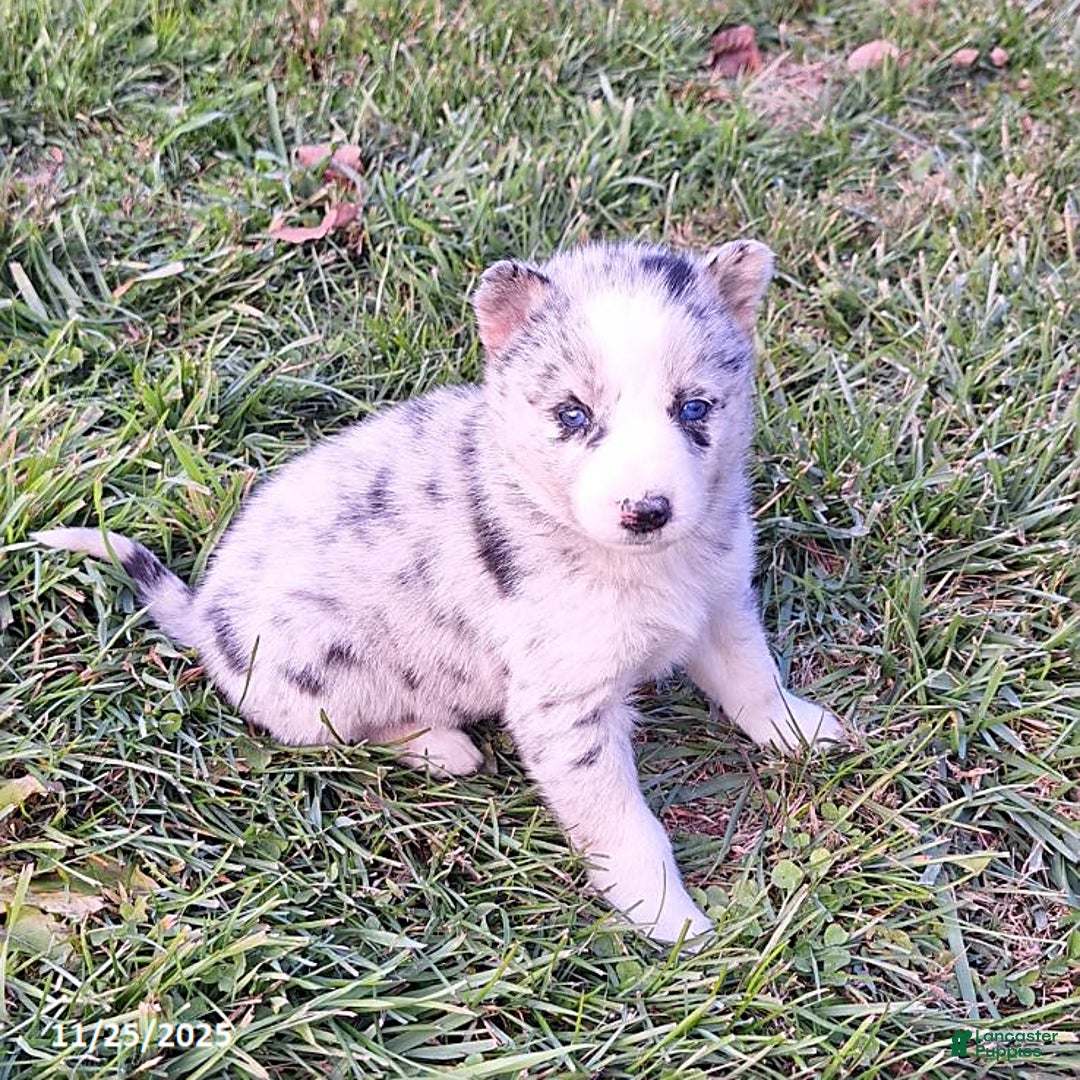 Gerberian Shepsky dogs for sale: Bailey - Ad 3