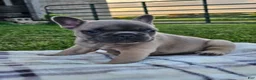 French Bulldog dogs for sale: Gemma - Ad 1