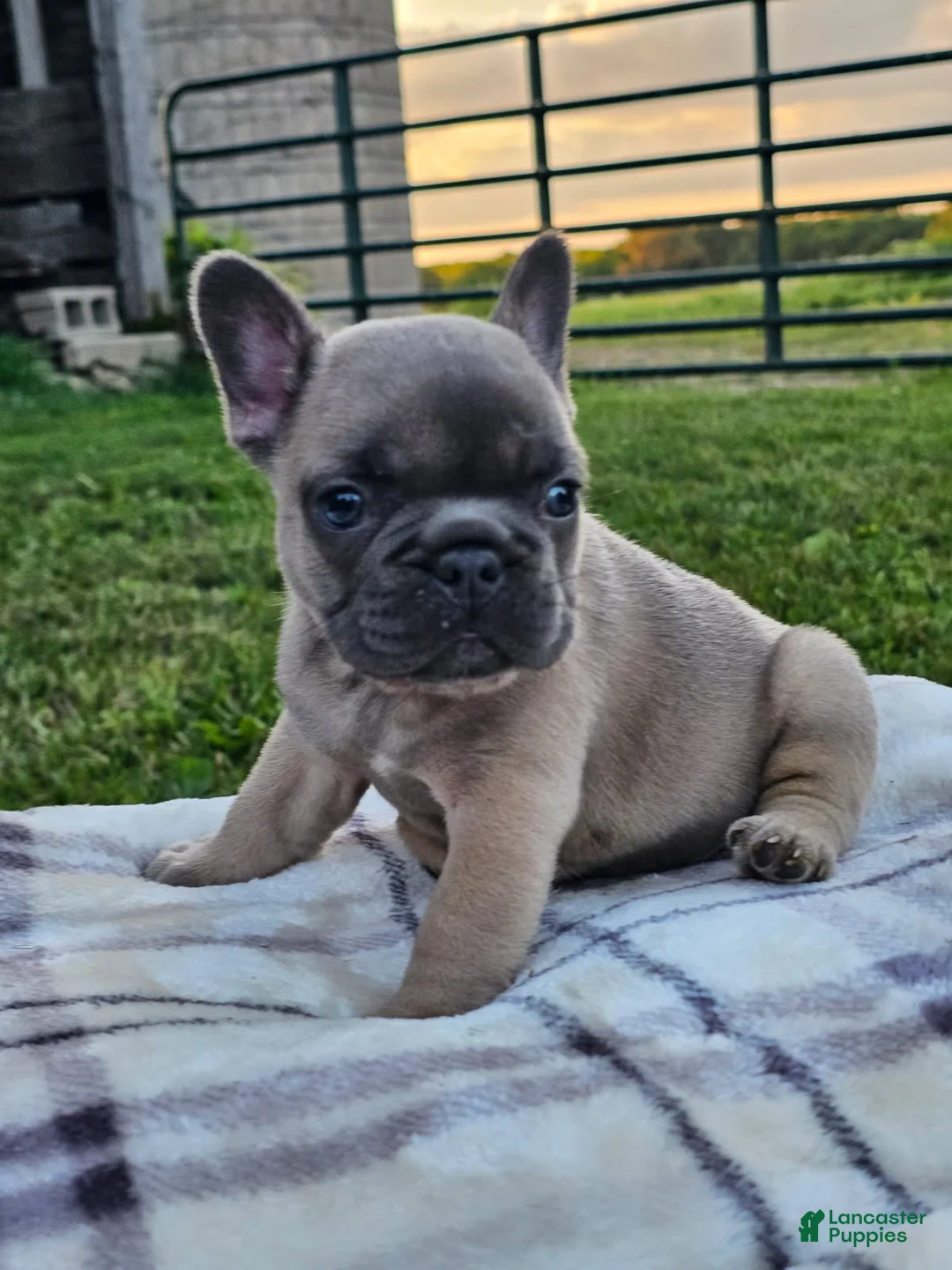 French Bulldog dogs for sale: Gemma - Ad 1