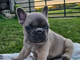 French Bulldog dogs Gemma - Ad 32