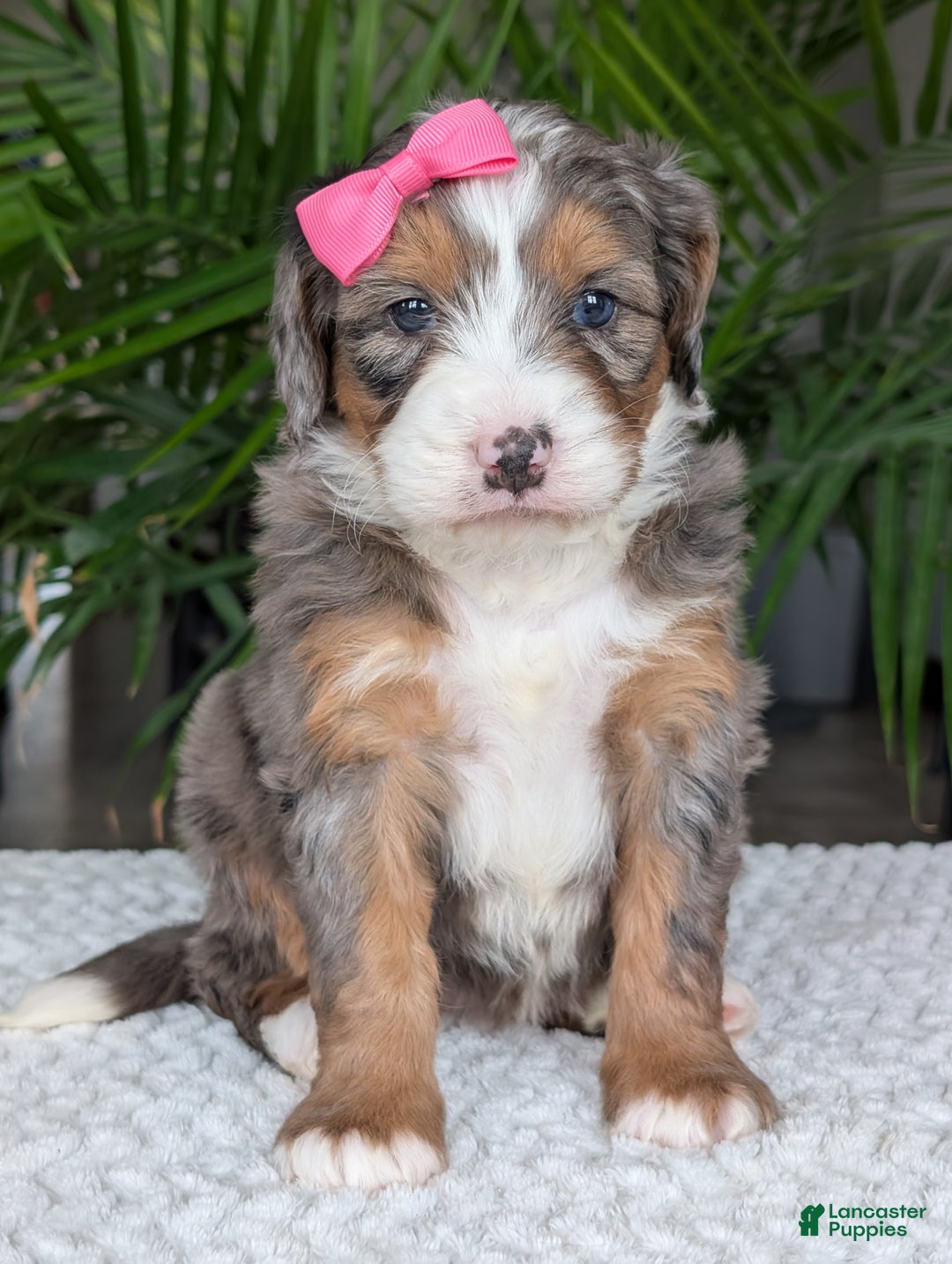 Mini Bernedoodle dogs for sale: Mini Indy  - Ad 14