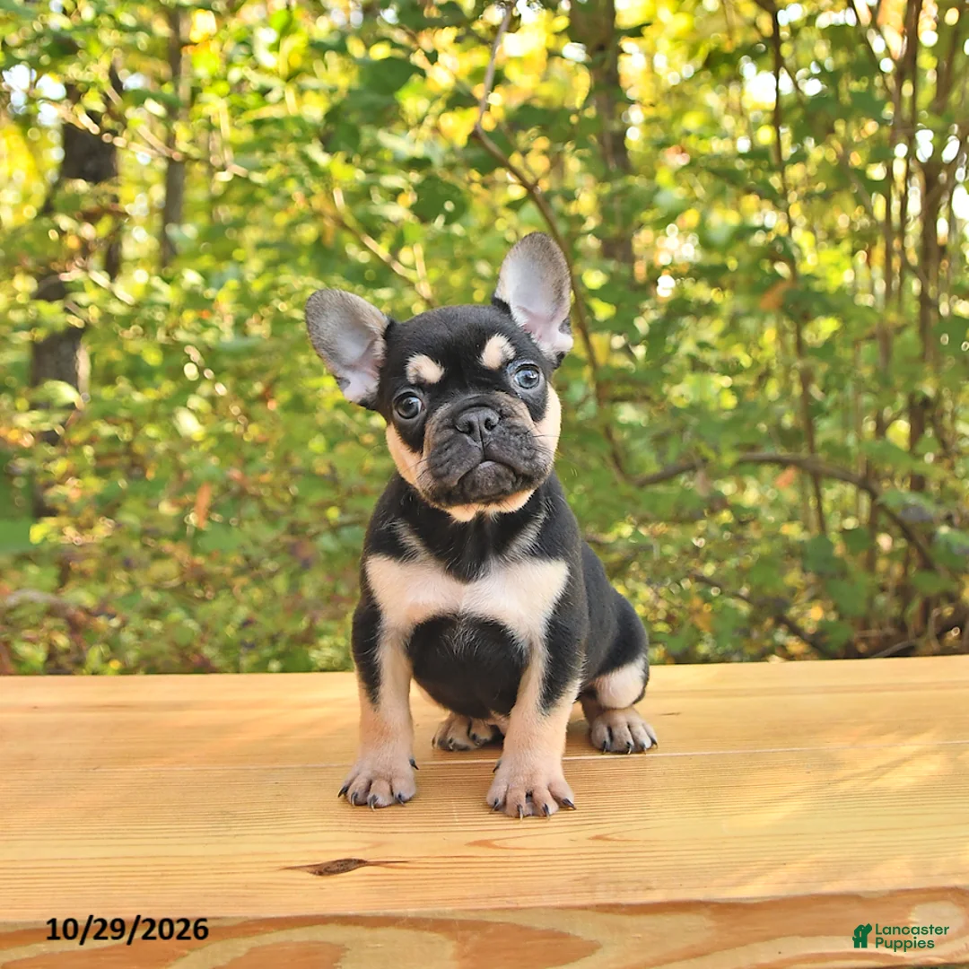 French Bulldog dogs for sale: Ace - Ad 1