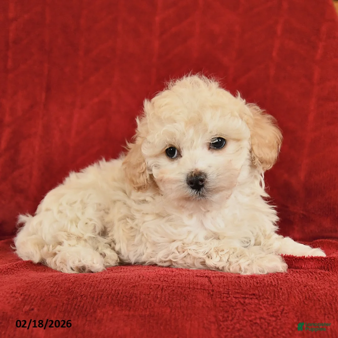Maltipoo dogs for sale: Jasper - Ad 3