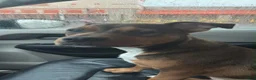 Mixed Breed dogs for sale: London - Ad 5