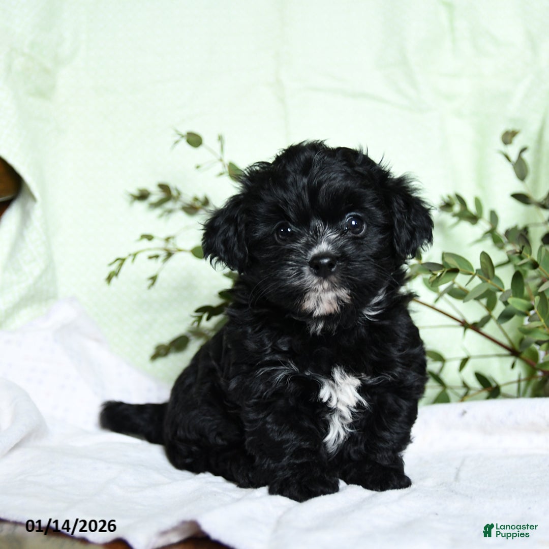 Mixed Breed dogs for sale: Oscar - Ad 1