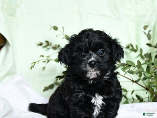 Mixed Breed dogs Oscar - Ad 34