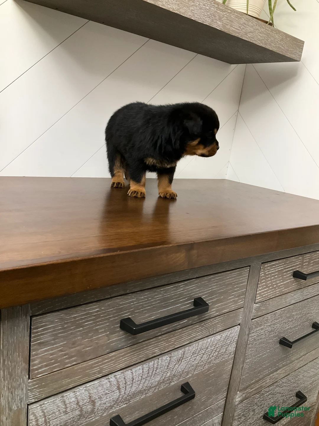 Rottweiler dogs for sale: Rottweiler Puppy 2 - Ad 10