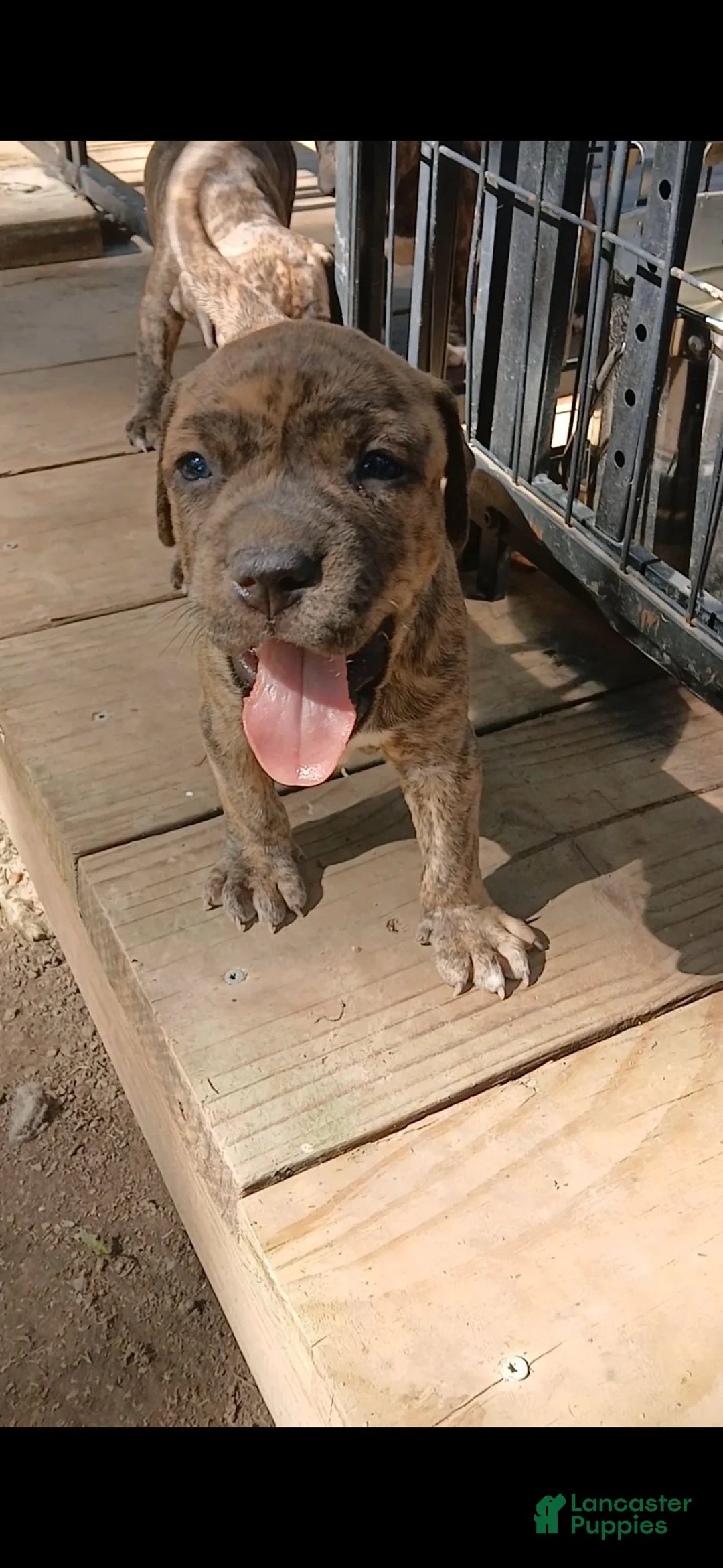 American Pit Bull Terrier dogs for sale: American Pit Bull Terrier 1 - Ad 1