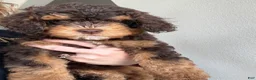 Mixed Breed dogs for sale: Brownie - Ad 3