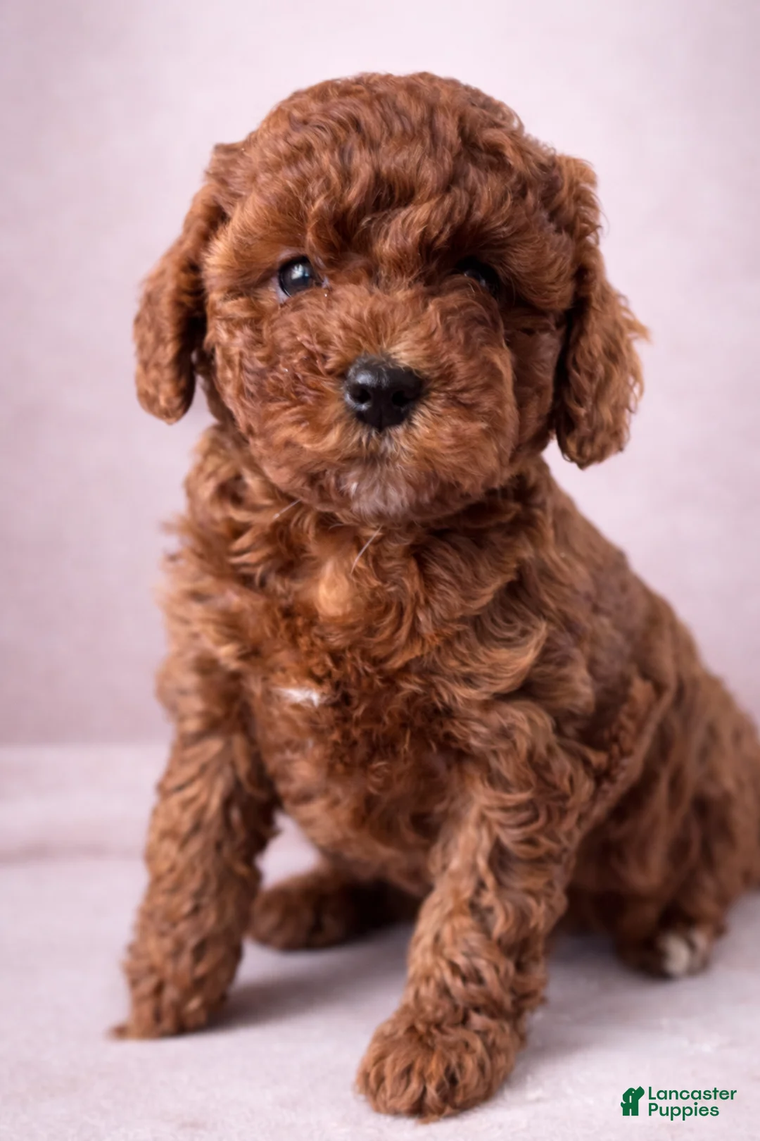 Mini Goldendoodle dogs for sale: Darling - Ad 1