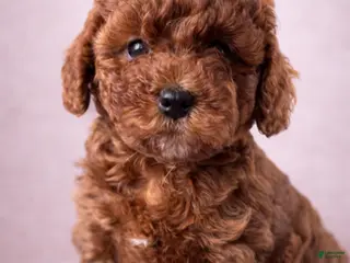 Mini Goldendoodle dogs Darling - Ad 20
