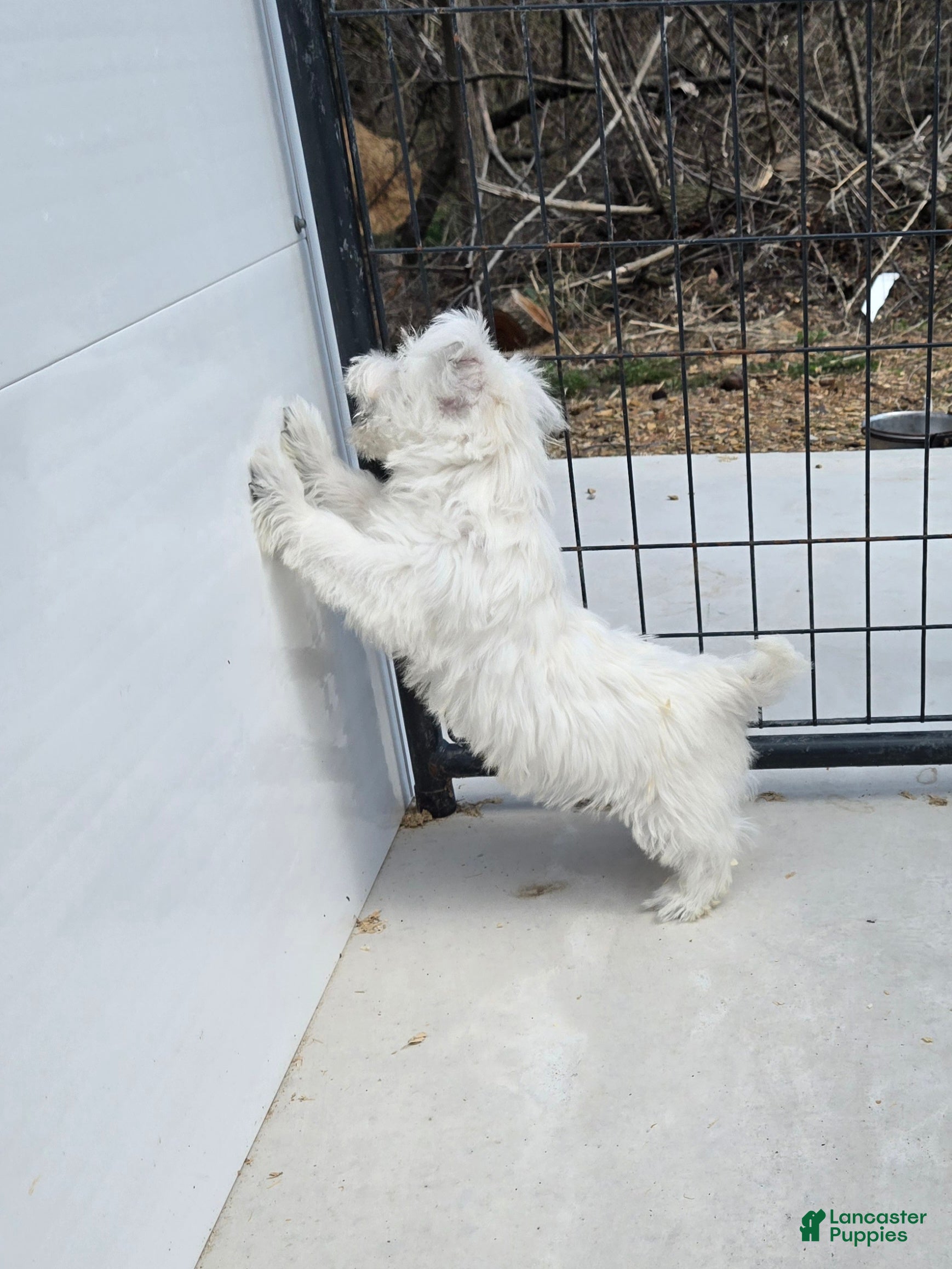 West Highland Terrier dogs Paul - Ad 2