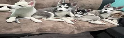 Siberian Husky dogs for sale: Oreo - Ad 3