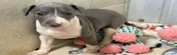 Italian Greyhound dogs for sale: Chase AKC - Ad 5