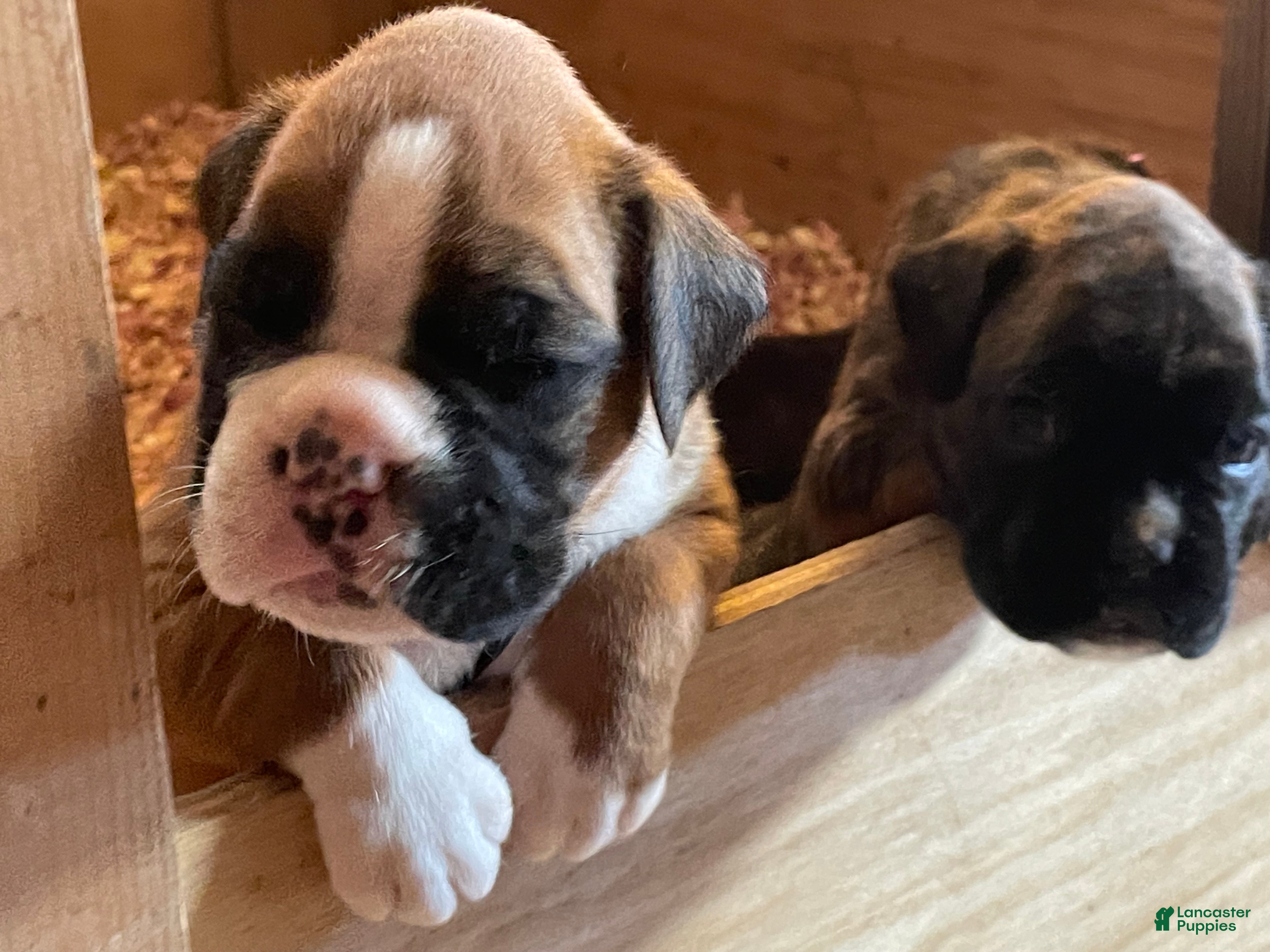 Boxer dogs Boxer 1 - Ad 1