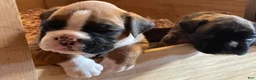 Boxer dogs for sale: Boxer 1 - Ad 1