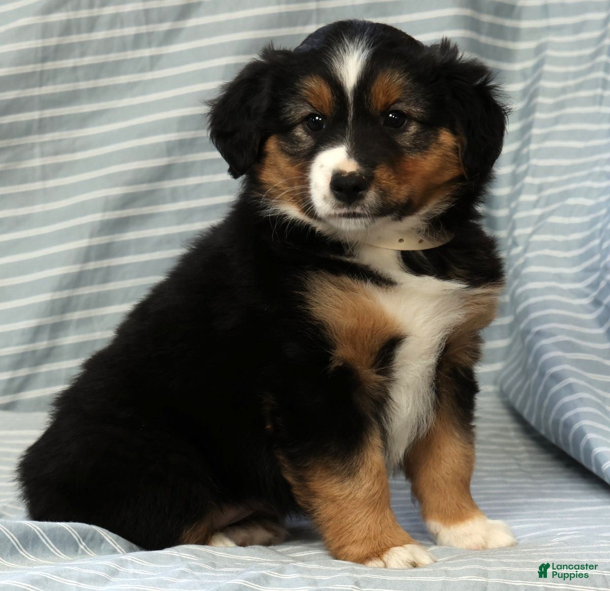 Australian Shepherd dogs for sale: Willow - Ad 7