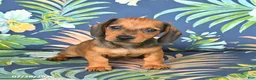 Miniature Dachshund dogs for sale: Josie - Ad 5