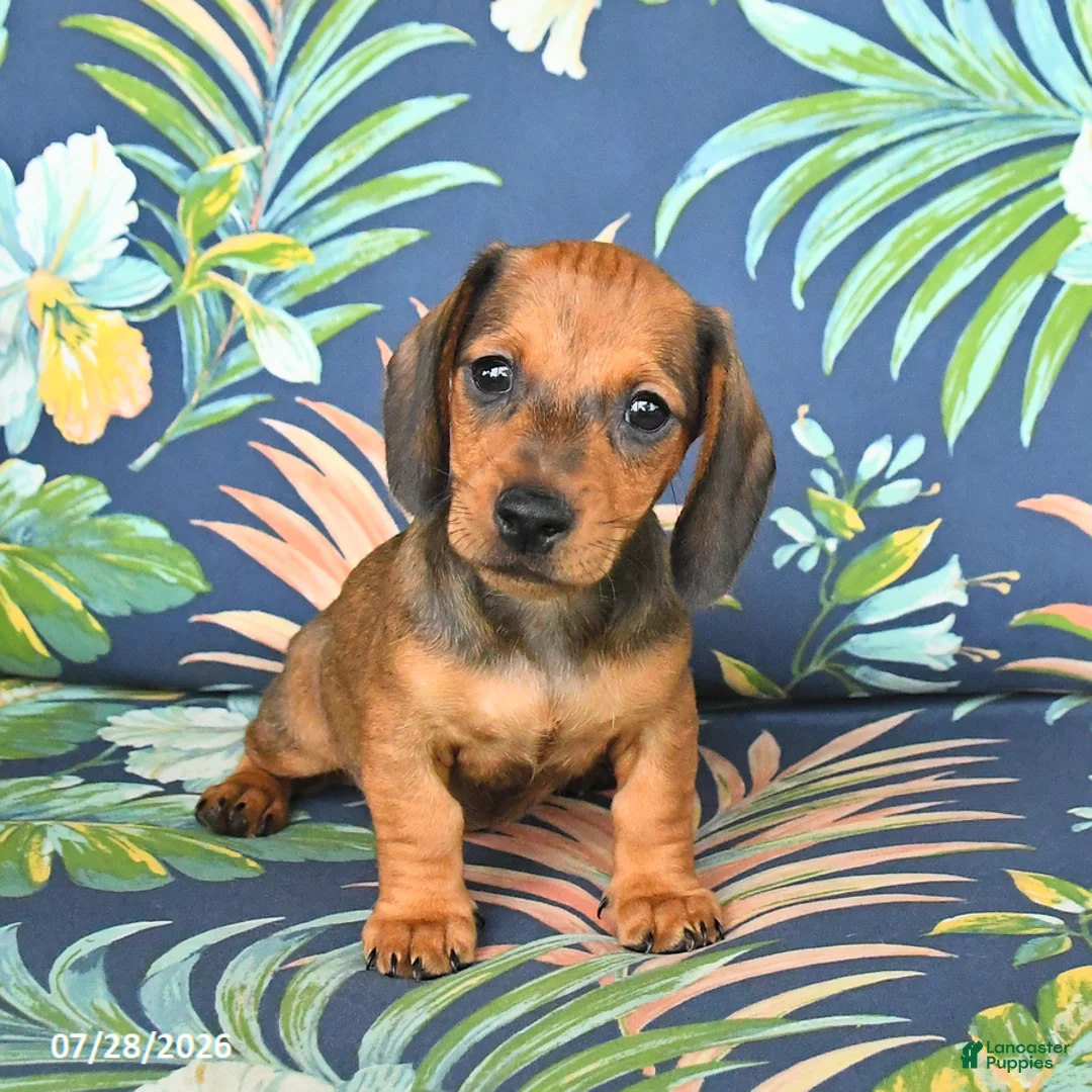 Miniature Dachshund dogs for sale: Josie - Ad 5