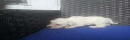 Miniature Schnauzer dogs for sale: Romina - Ad 3