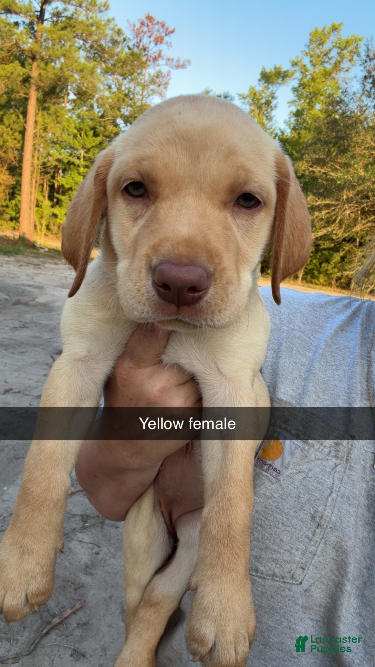 Labrador Retriever dogs Yellow Female - Ad 1