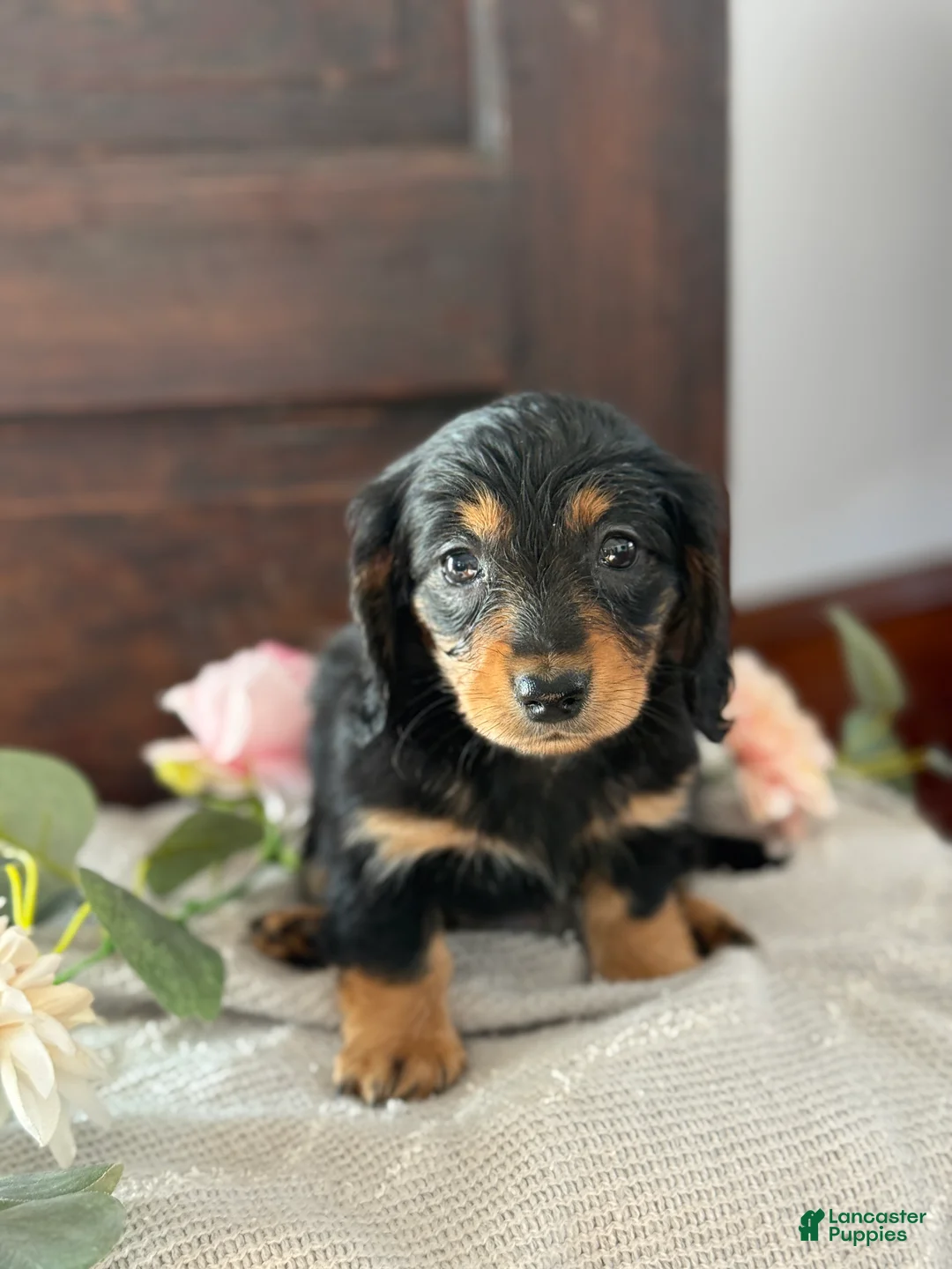 Miniature Dachshund dogs for sale: Mac - Ad 6