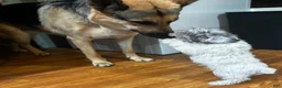 Yorkiepoo dogs for sale: Sara  - Ad 3