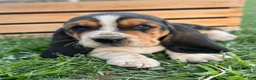 Basset Hound dogs for sale: Madeline - Ad 21